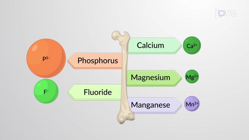 Essential Minerals for Bone Health