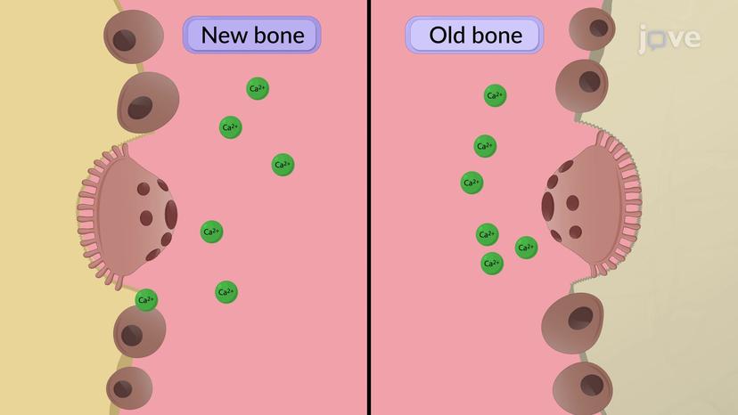 Skeleton and Calcium Homeostasis