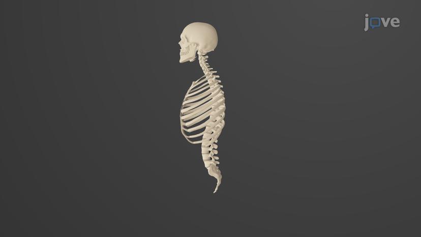 Overview of the Axial Skeleton