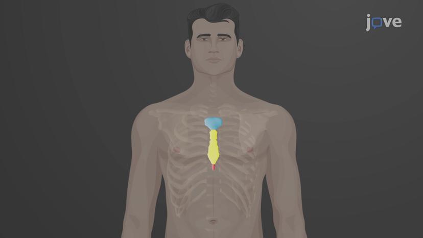 The Thoracic Cage: Sternum