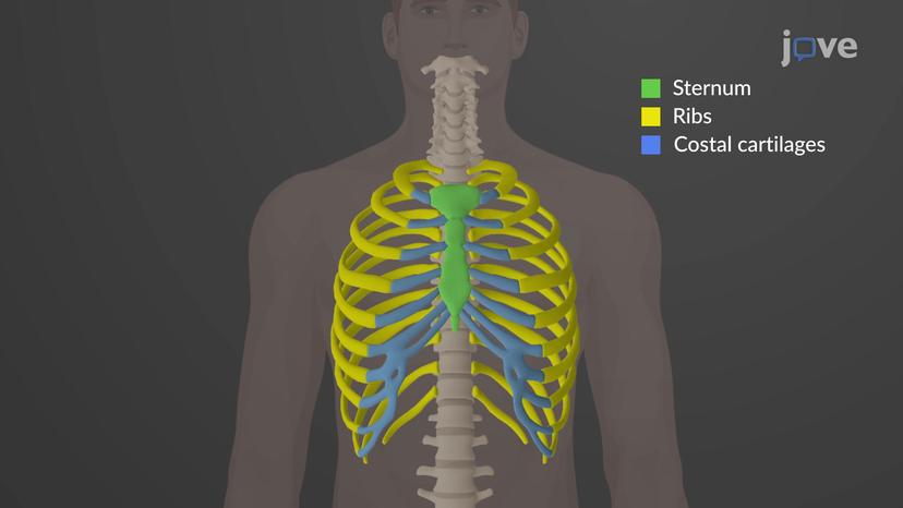The Thoracic Cage: Ribs