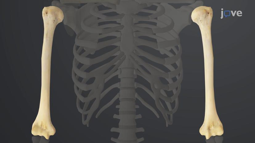 Bones of the Upper Limb: Humerus