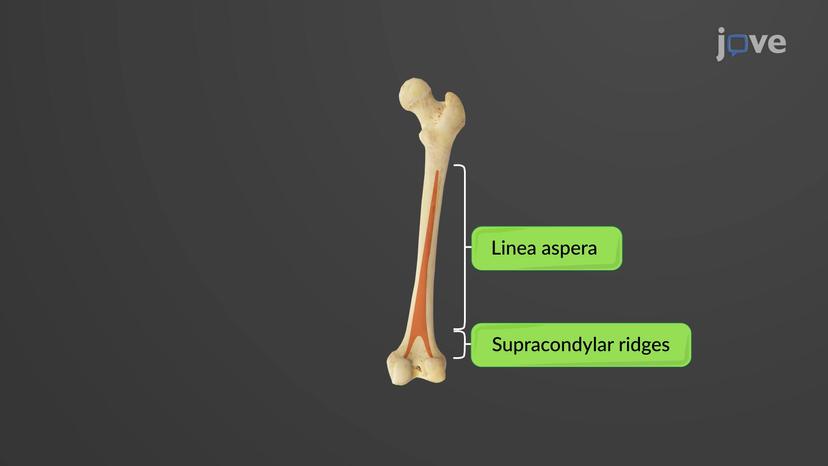 Bones of the Lower Limb: Femur and Patella