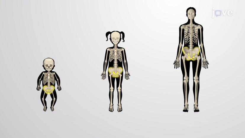 Changes in the Appendicular Skeleton with Age