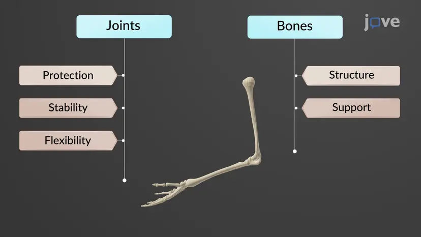 Introduction to Joints