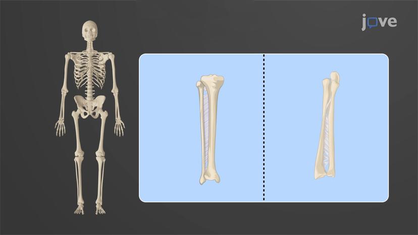 Structural Joints: Fibrous Joints