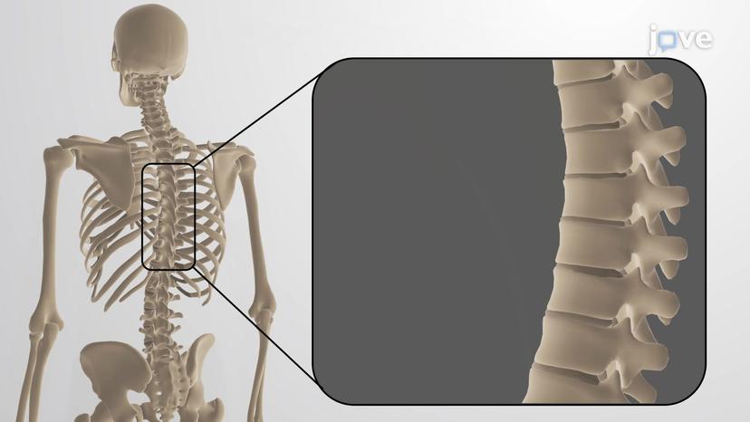 Structural Joints: Cartilaginous Joints