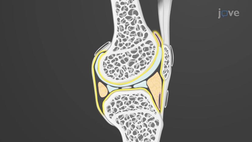 Structural Joints: Synovial Joints