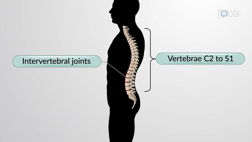 Articulations of the Vertebral Column