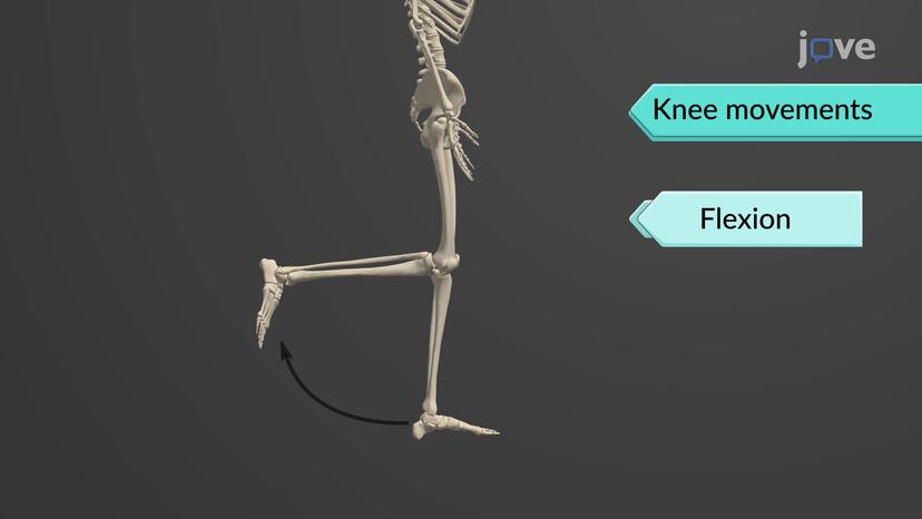 Knee Joint