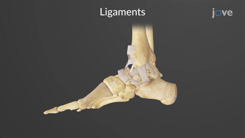 Ankle Joint