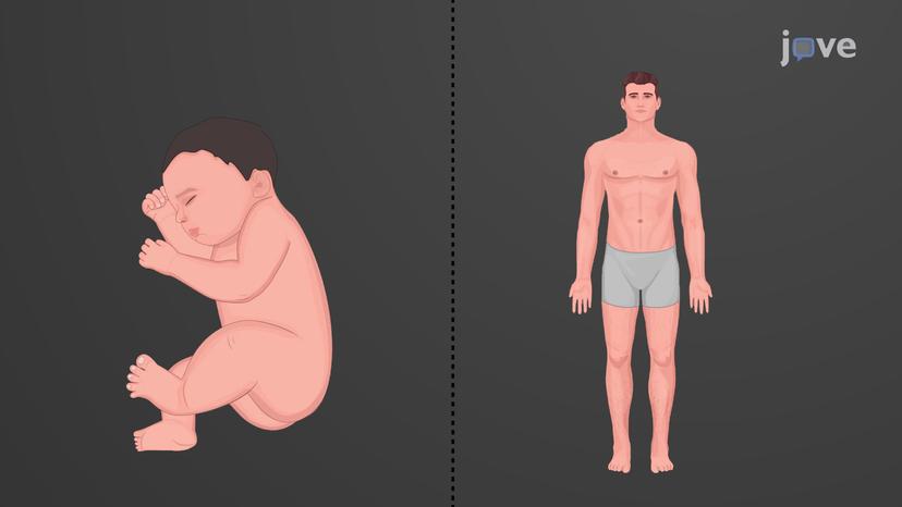 Development of the Limb Synovial Joints