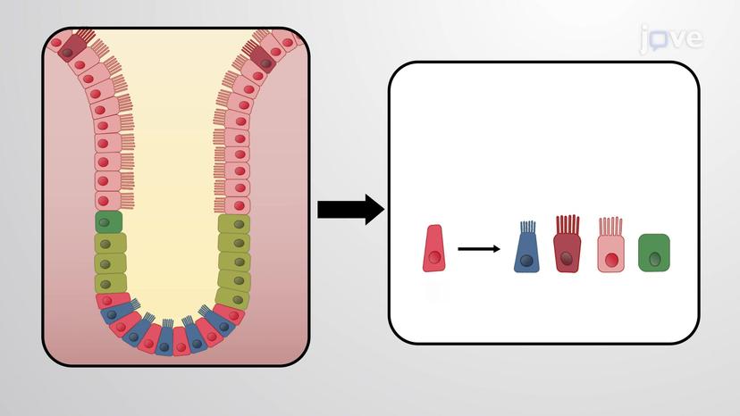 Role Of Notch Signalling In Intestinal Stem Cell Renewal