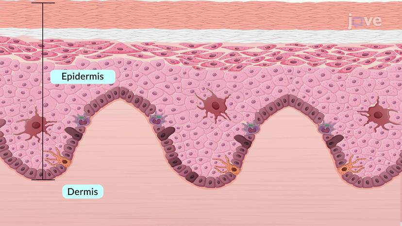 Layers of the Epidermis