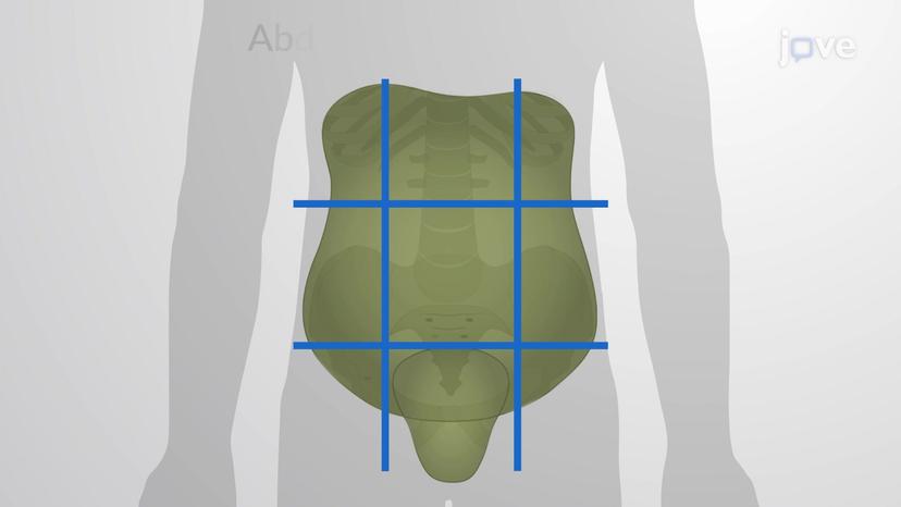 Abdominal Regions and Quadrants