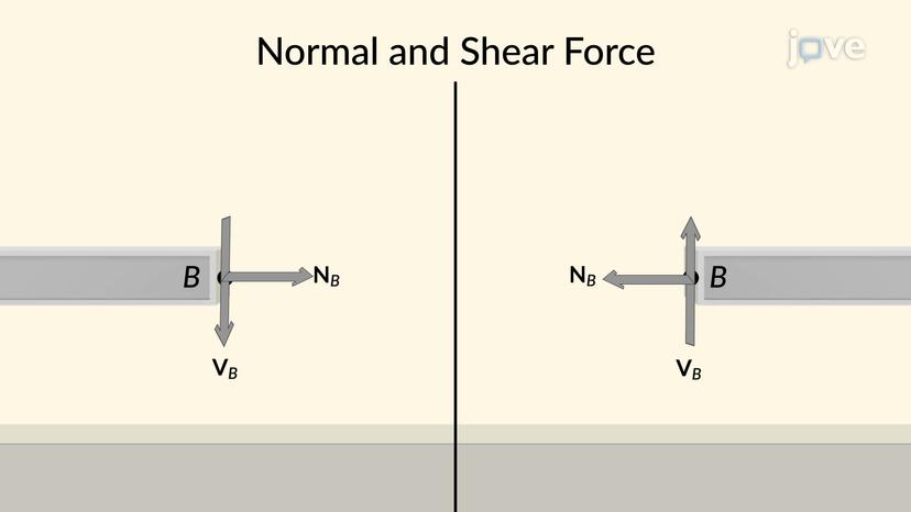 Normal and Shear Force