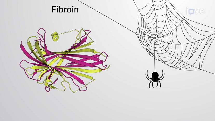 Fibrous Proteins