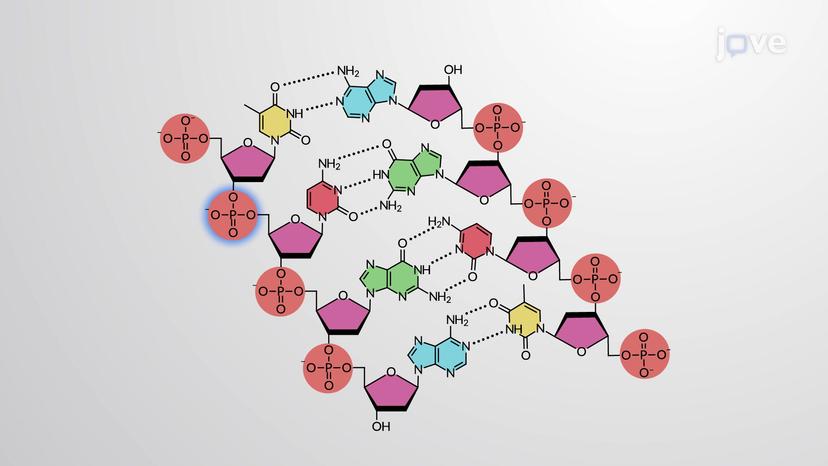 Nucleic Acid Structure