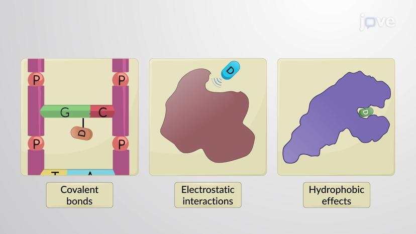 Drug-Receptor Bonds