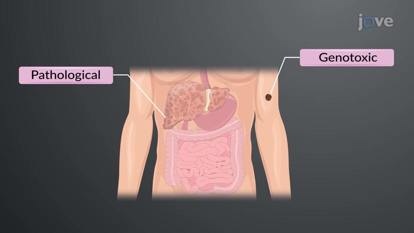 Effects of Chemicals: Overview