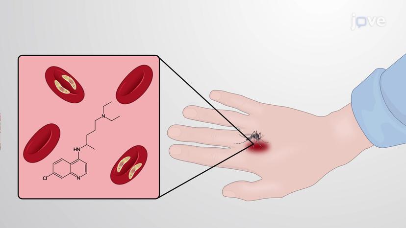 Principles of Drug Action