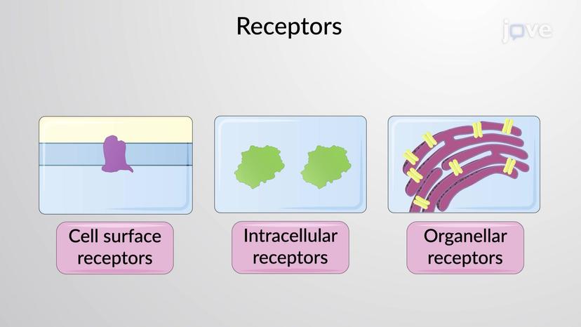 Targets for Drug Action: Overview