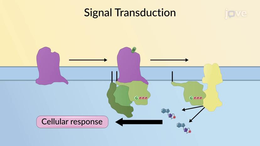 Signal Transduction: Overview