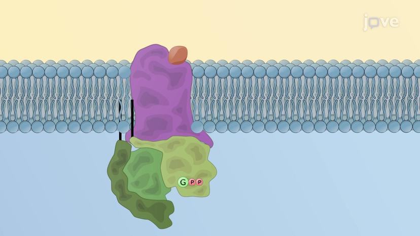 Transducer Mechanism: G Protein&#8211;Coupled Receptors