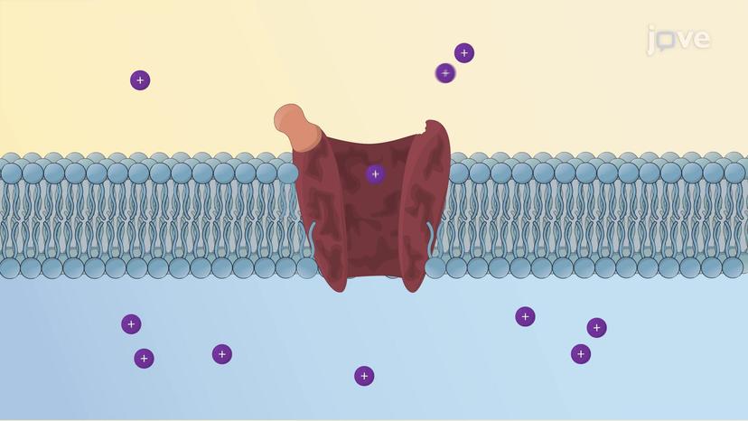 Ligand-Gated Ion Channel Receptor: Gating Mechanism