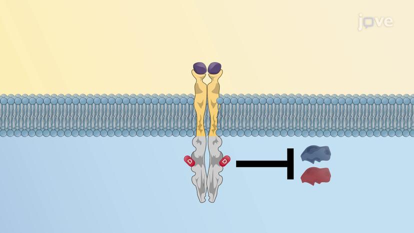 Transducer Mechanism: Enzyme-Linked Receptors