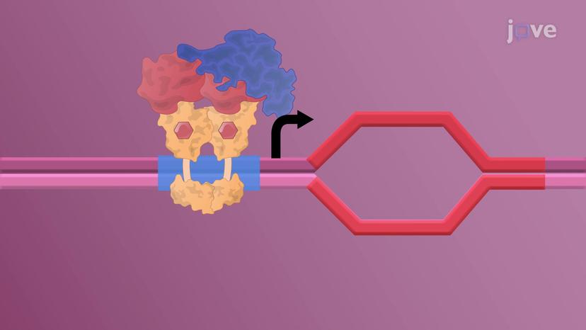 Transducer Mechanism: Nuclear Receptors