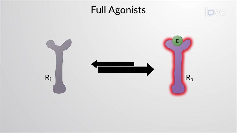 Drug-Receptor Interaction: Agonist