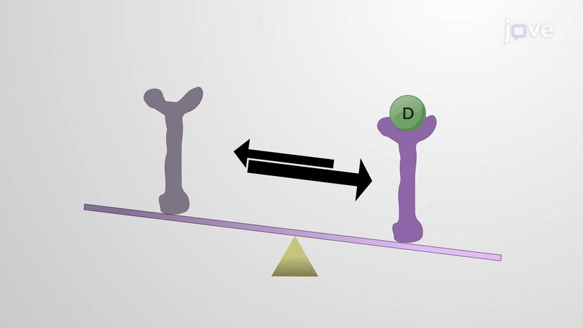 The Two-State Receptor Model