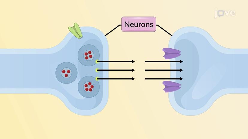 JoVE Science Education > Drugs Acting on Autonomic Nervous System:  Adrenergic Agonists and Antagonists Agents