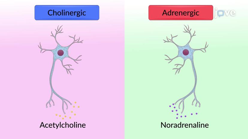 Classification of Neurotransmitters