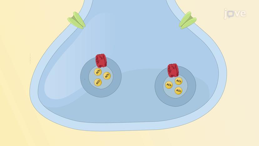 Cholinergic Neurons: Neurotransmission