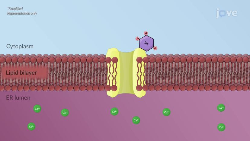 JoVE Science Education > Drugs Acting on Autonomic Nervous System:  Adrenergic Agonists and Antagonists Agents