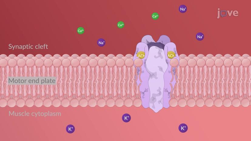 JoVE Science Education > Drugs Acting on Autonomic Nervous System:  Adrenergic Agonists and Antagonists Agents