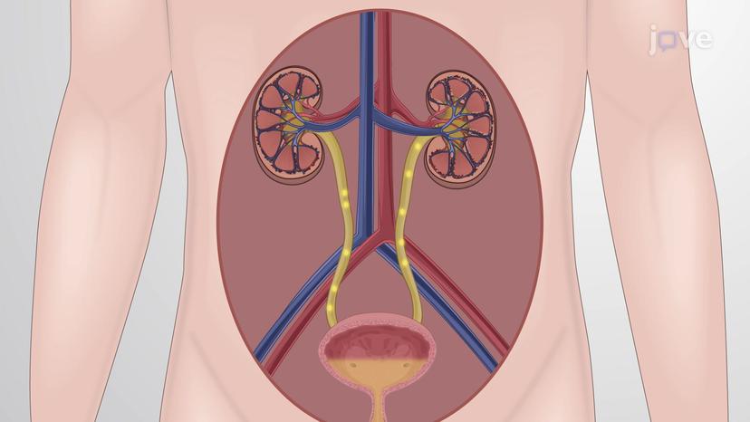 JoVE Science Education > Drugs Acting on Autonomic Nervous System:  Adrenergic Agonists and Antagonists Agents