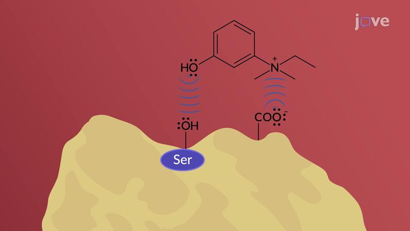 JoVE Science Education > Drugs Acting on Autonomic Nervous System:  Adrenergic Agonists and Antagonists Agents