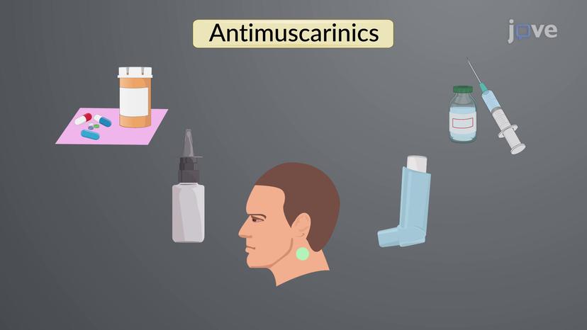 JoVE Science Education > Drugs Acting on Autonomic Nervous System:  Adrenergic Agonists and Antagonists Agents