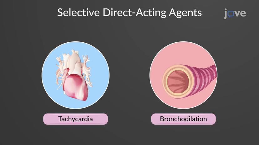 JoVE Science Education > Drugs Acting on Autonomic Nervous System:  Adrenergic Agonists and Antagonists Agents