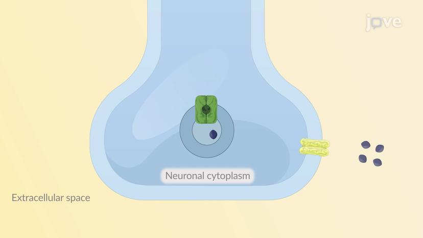 JoVE Science Education > Drugs Acting on Autonomic Nervous System:  Adrenergic Agonists and Antagonists Agents