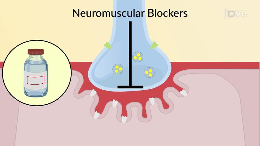 Neuromuscular Junction And Blockade