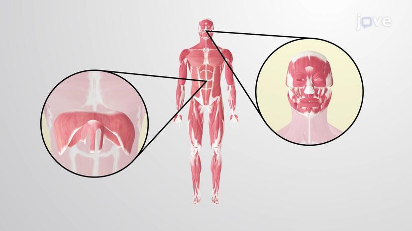 Nondepolarizing (Competitive) Neuromuscular Blockers: Pharmacological Actions