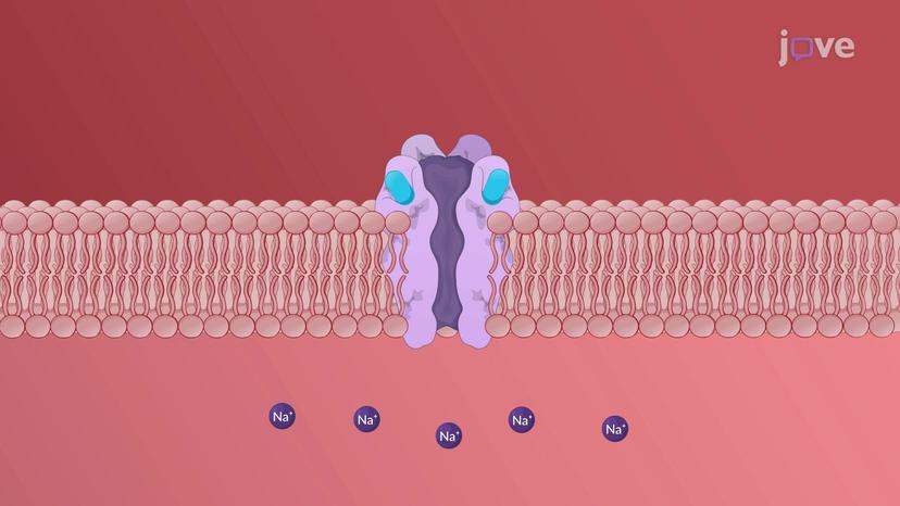 Depolarizing Blockers: Mechanism of Action