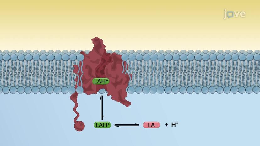 Local Anesthetics: Chemistry and Structure-Activity Relationship