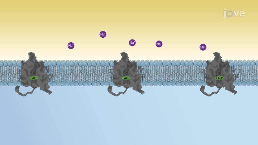 Local Anesthetics: Mechanism of Action