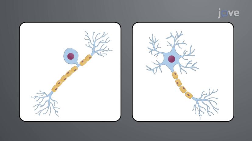 Local Anesthetics: Differential Sensitivity of Nerve Fibers