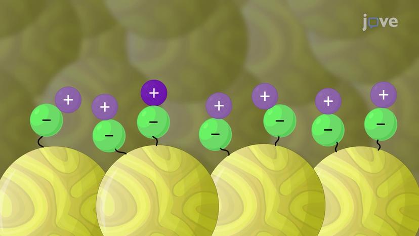 Ion-Exchange Chromatography